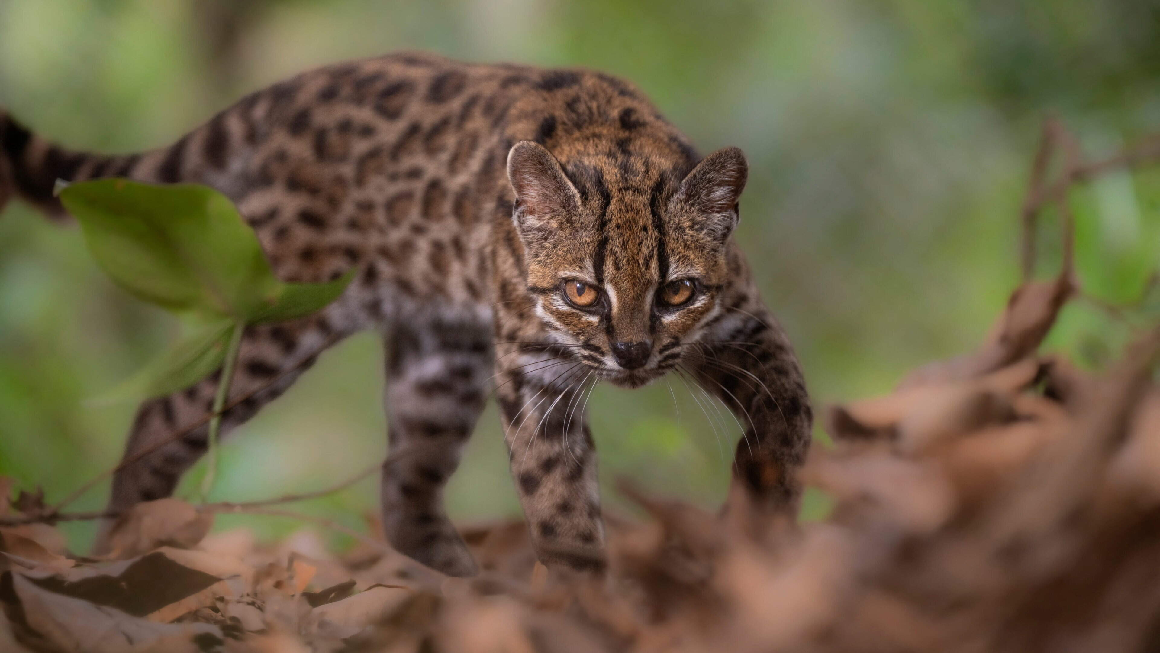 New cat species identified in Bolivia is first in more than 100 years
